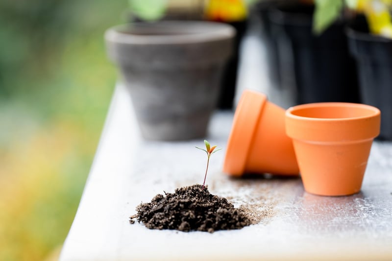 Fantasy Plant Potting