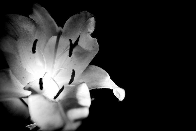 Black Bat Flower