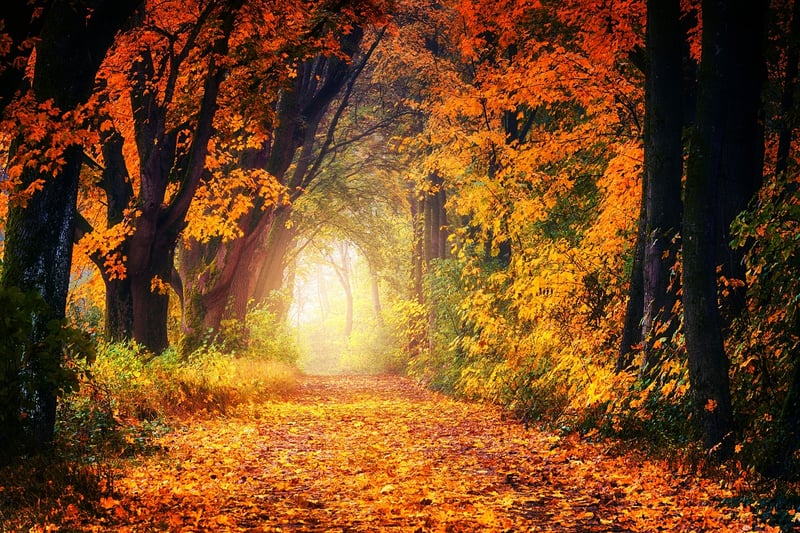 Enchanting Garden Pathway